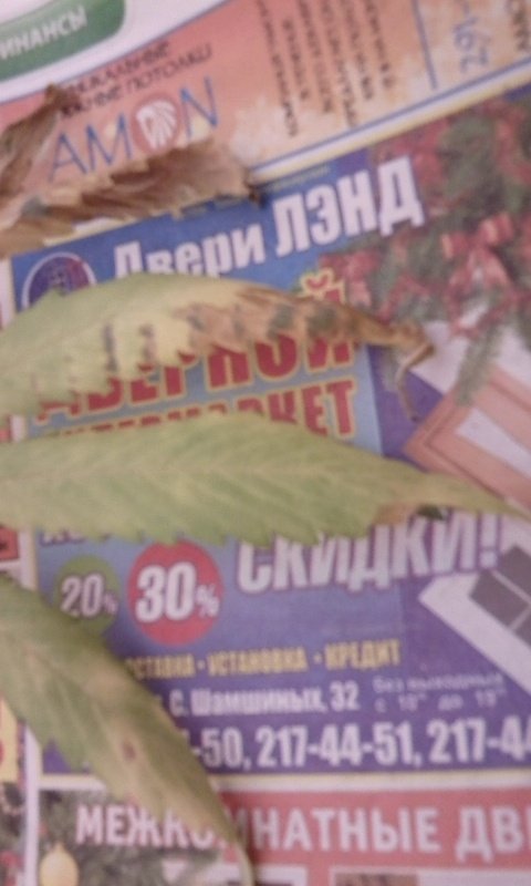 post-3668-0-90050700-1330062088_thumb.jpg