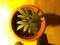 post-6366-0-20610300-1328269893_thumb.jpg