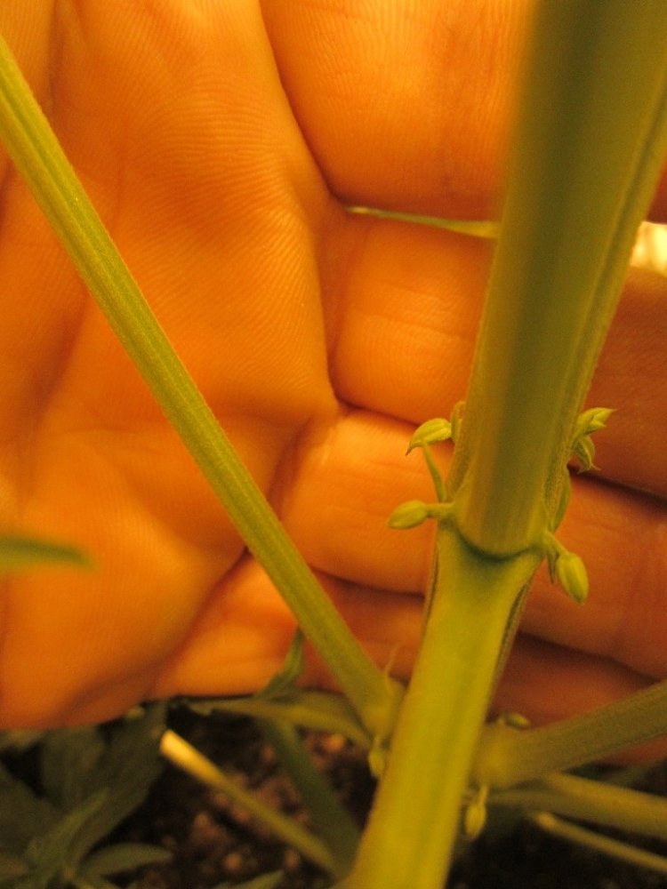 post-10530-0-86967900-1361208653_thumb.jpg