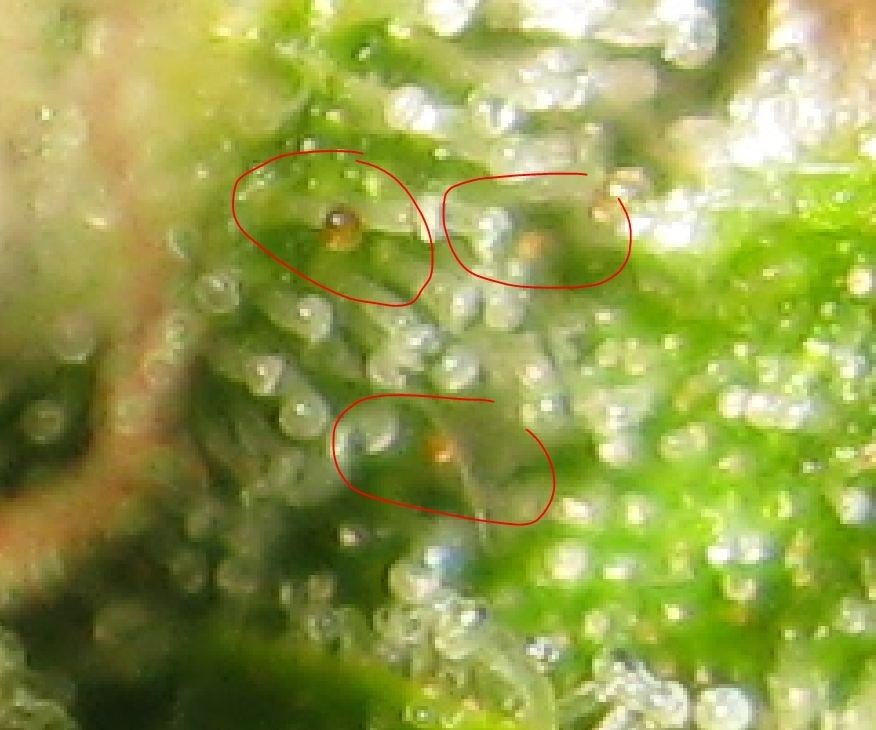 post-13049-0-41225800-1359831095_thumb.jpg