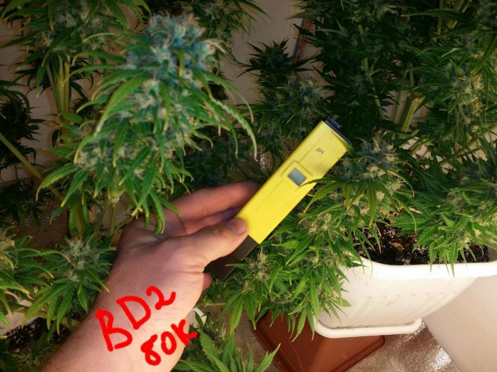 post-20770-0-27088600-1423989463_thumb.jpg