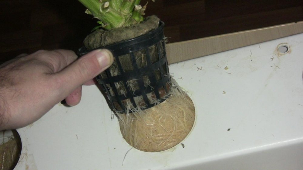 post-23479-0-71189300-1423128593_thumb.jpg