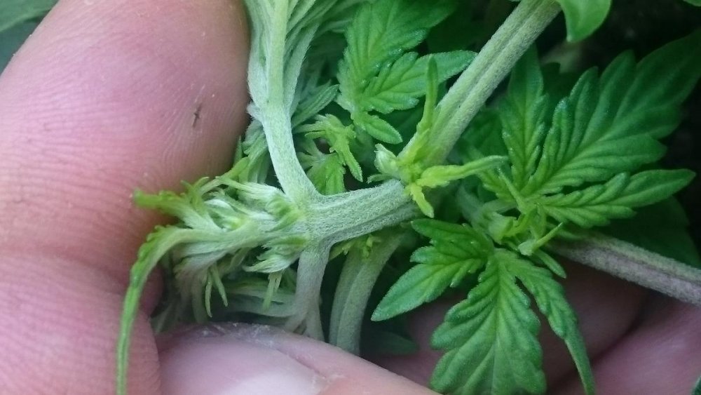 post-25059-0-94008400-1424709693_thumb.jpg