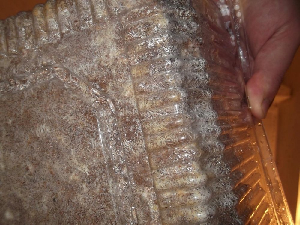 post-21468-0-73447500-1455435268_thumb.jpg