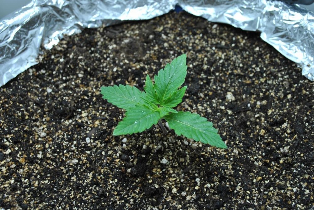 post-28860-0-76293700-1456657757_thumb.jpg