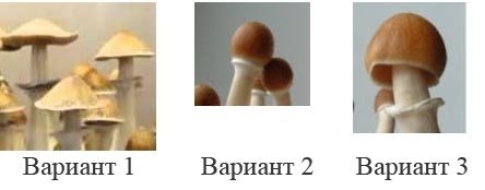post-30887-0-43191900-1454397458_thumb.jpg