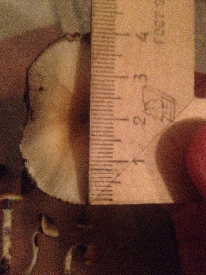 post-33275-0-59065700-1454695545_thumb.jpg