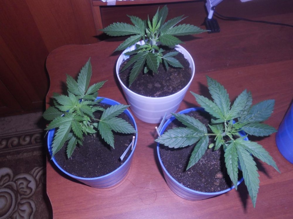 post-34515-0-85648600-1455776262_thumb.jpg