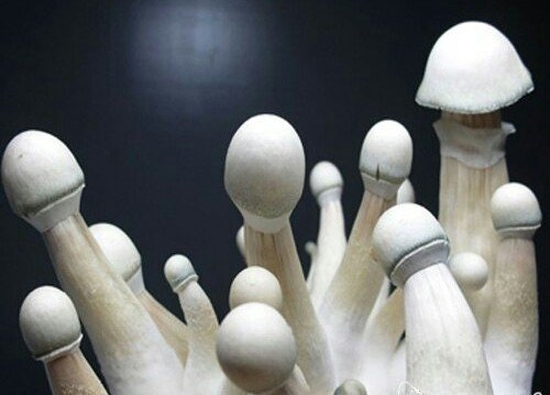 post-34730-0-15128500-1456767262_thumb.jpg