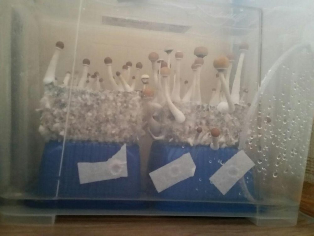 post-37582-0-39775700-1487671574_thumb.jpg