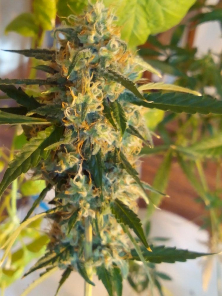 post-39179-0-20582300-1487425901_thumb.jpg