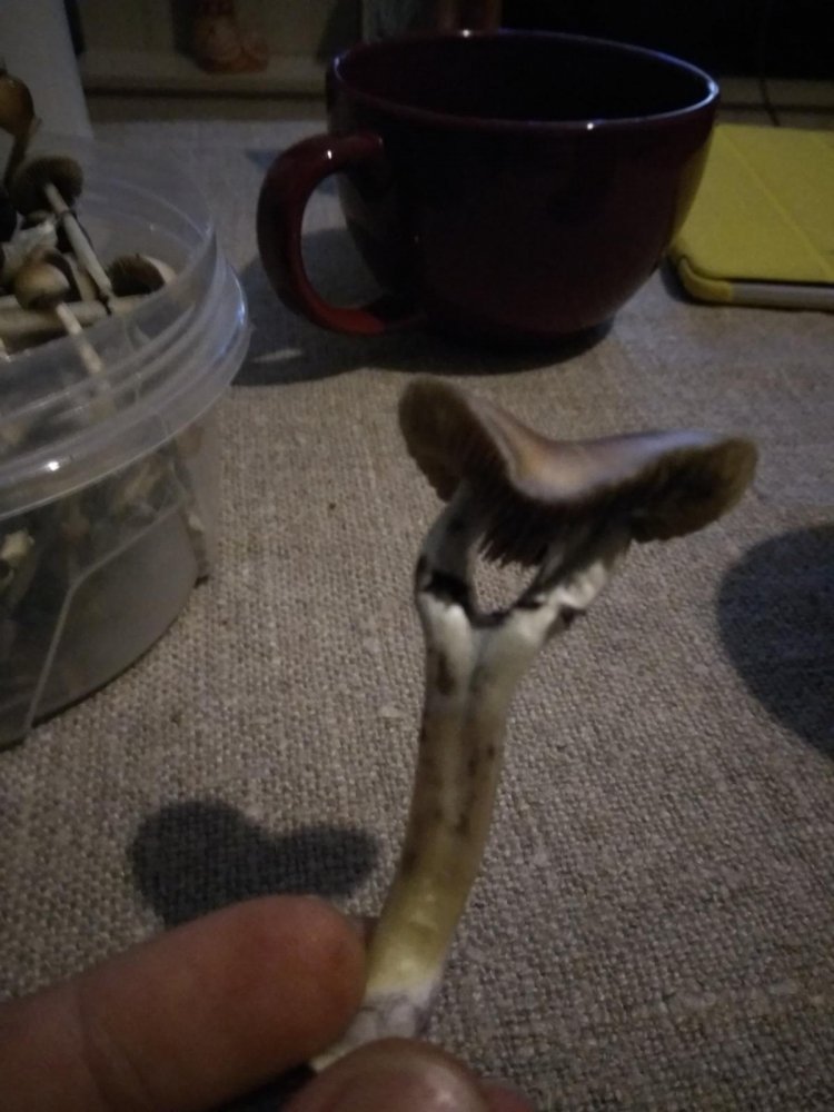 post-39984-0-19823900-1488036567_thumb.jpg