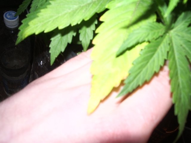 post-60-1205590258_thumb.jpg