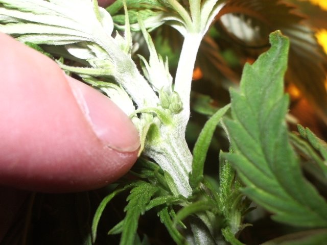 post-60-1206278014_thumb.jpg