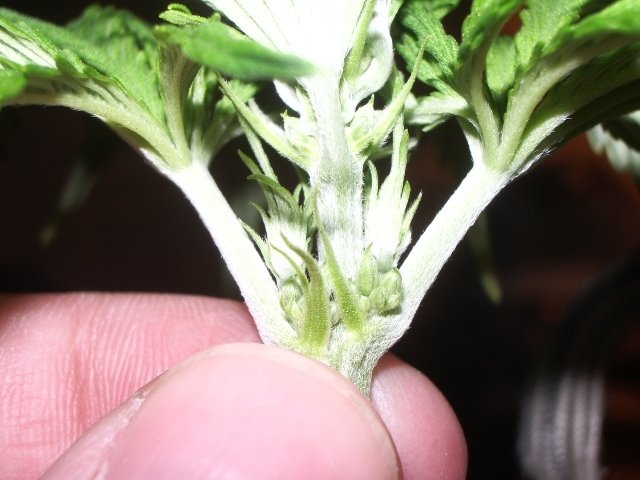 post-60-1206278033_thumb.jpg