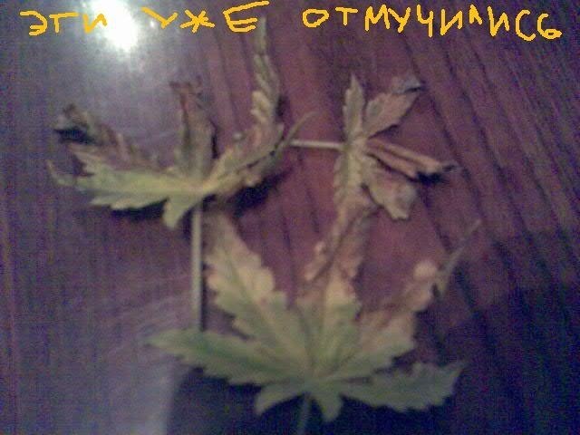 post-66-1205511744_thumb.jpg