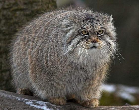 manul1.jpg
