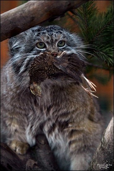 manul2.jpg