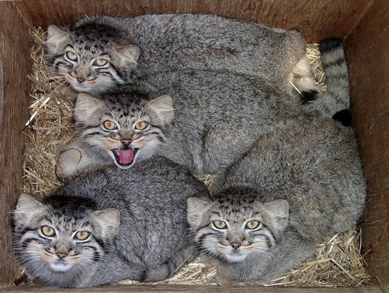 manul4.jpg