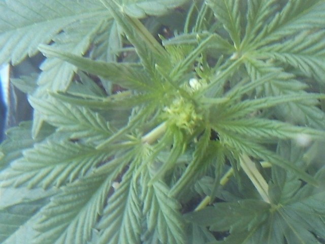 msg-11098-0-05098500-1332417175_thumb.jpg