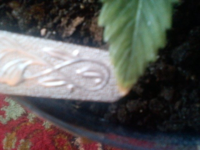msg-11098-0-07099000-1331290712_thumb.jpg