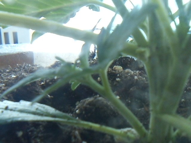 msg-11098-0-14253500-1332417145_thumb.jpg