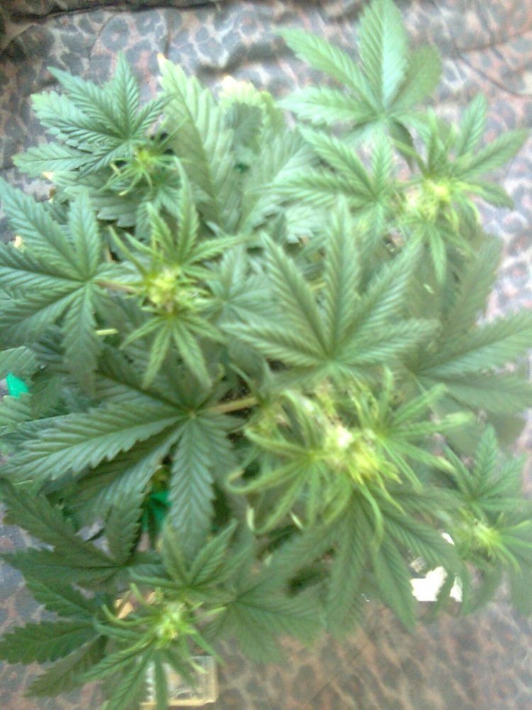 msg-11098-0-15475600-1332666055_thumb.jpg