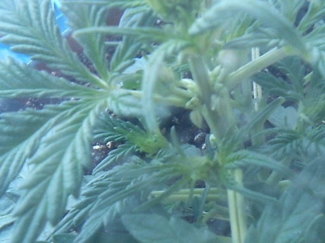 msg-11098-0-31275000-1332417192_thumb.jpg