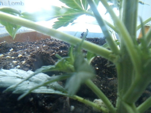 msg-11098-0-33380900-1332417250_thumb.jpg