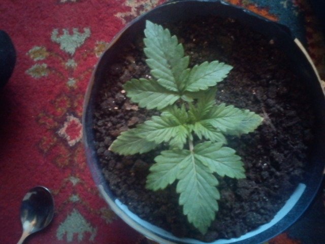msg-11098-0-34891600-1331290699_thumb.jpg