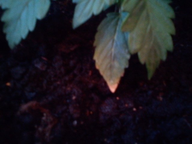 msg-11098-0-35826800-1331380732_thumb.jpg