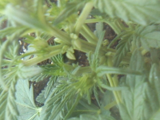 msg-11098-0-40791900-1332417153_thumb.jpg