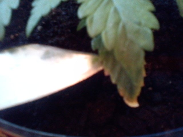 msg-11098-0-46099100-1331380869_thumb.jpg