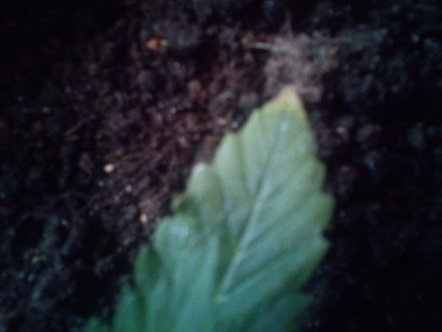 msg-11098-0-48754400-1331290705_thumb.jpg
