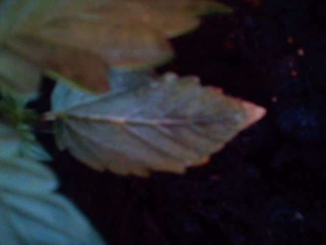 msg-11098-0-65042100-1331380739_thumb.jpg