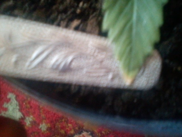 msg-11098-0-81046900-1331290692_thumb.jpg