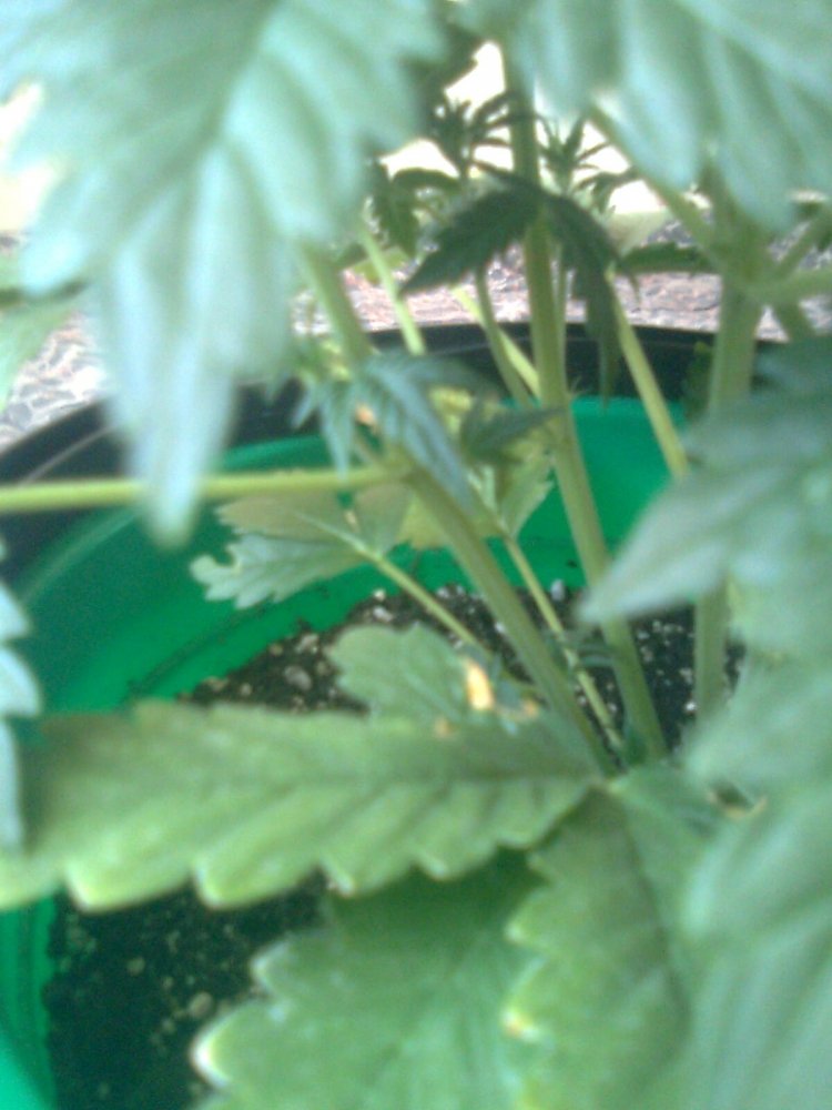 msg-11098-0-90745100-1332666168_thumb.jpg