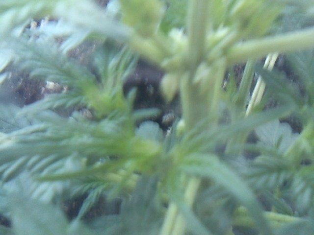 msg-11098-0-97829800-1332417119_thumb.jpg