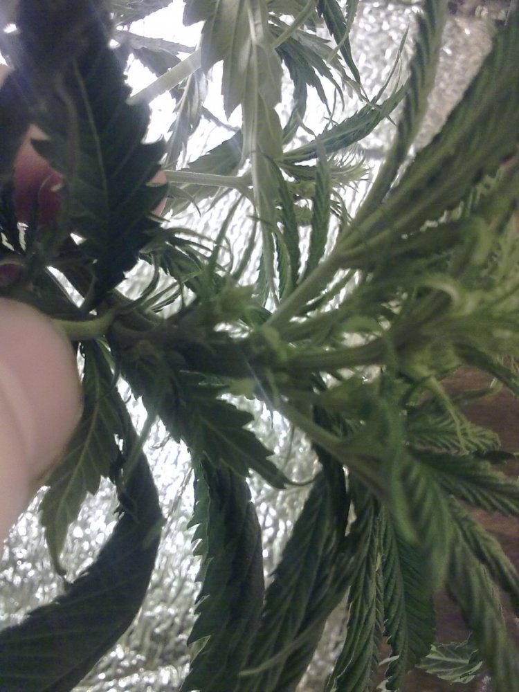 post-10475-0-57429800-1333024647_thumb.jpg