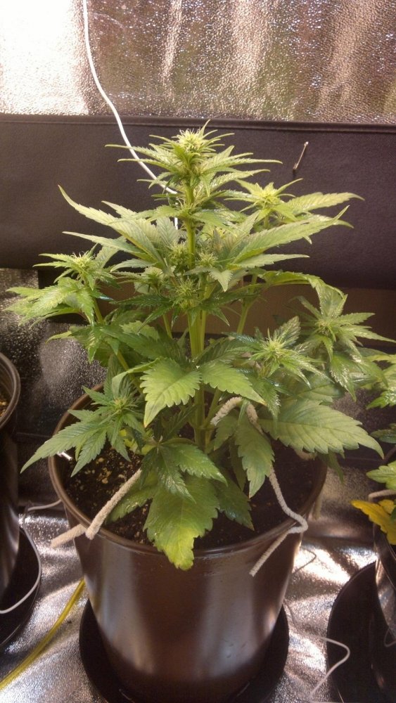 post-10994-0-80714600-1331890268_thumb.jpg