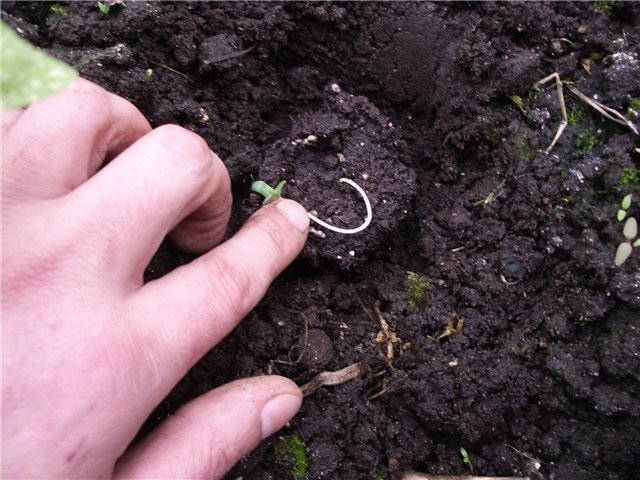 post-11359-0-35848400-1331713337_thumb.jpg