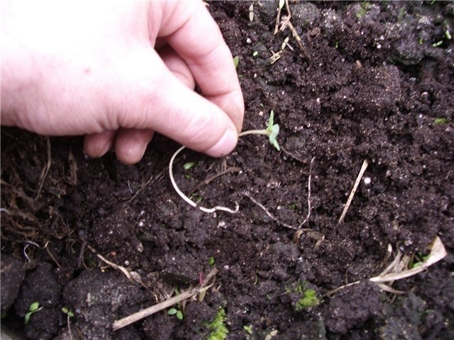 post-11359-0-54544000-1331713381_thumb.jpg