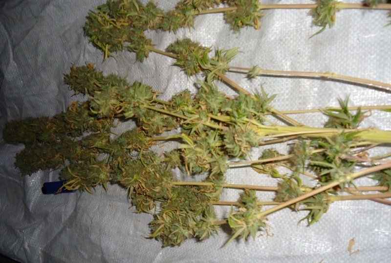 post-3668-0-74682900-1331301939_thumb.jpg