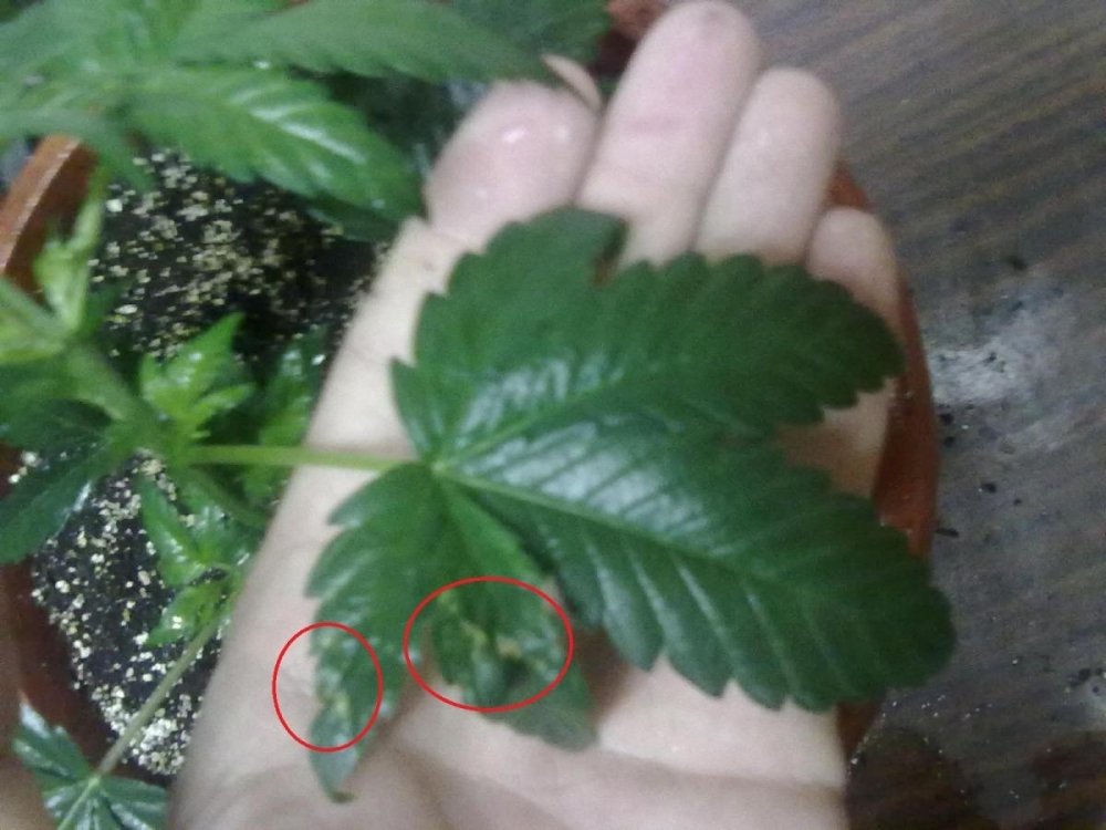 post-4601-0-49632100-1331148754_thumb.jpg