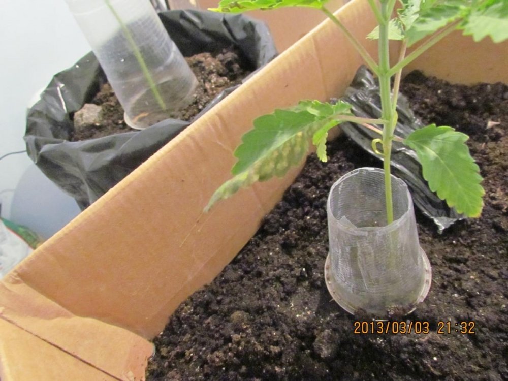 post-14774-0-09351800-1362512288_thumb.jpg