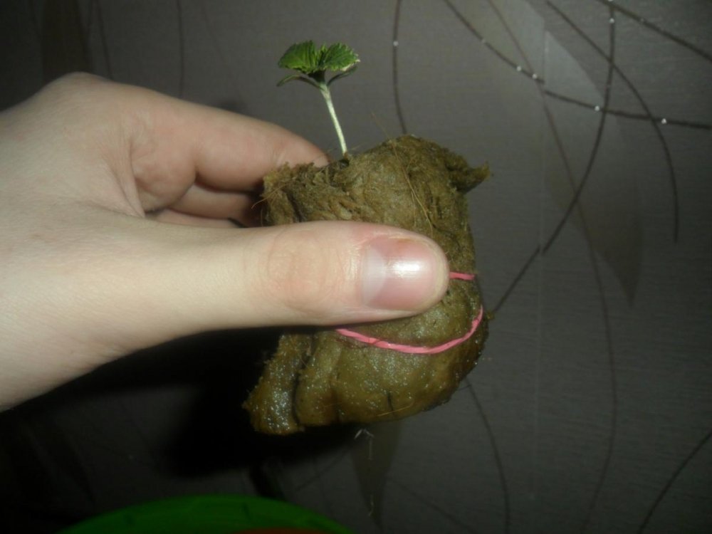 post-15073-0-13180300-1364413390_thumb.jpg