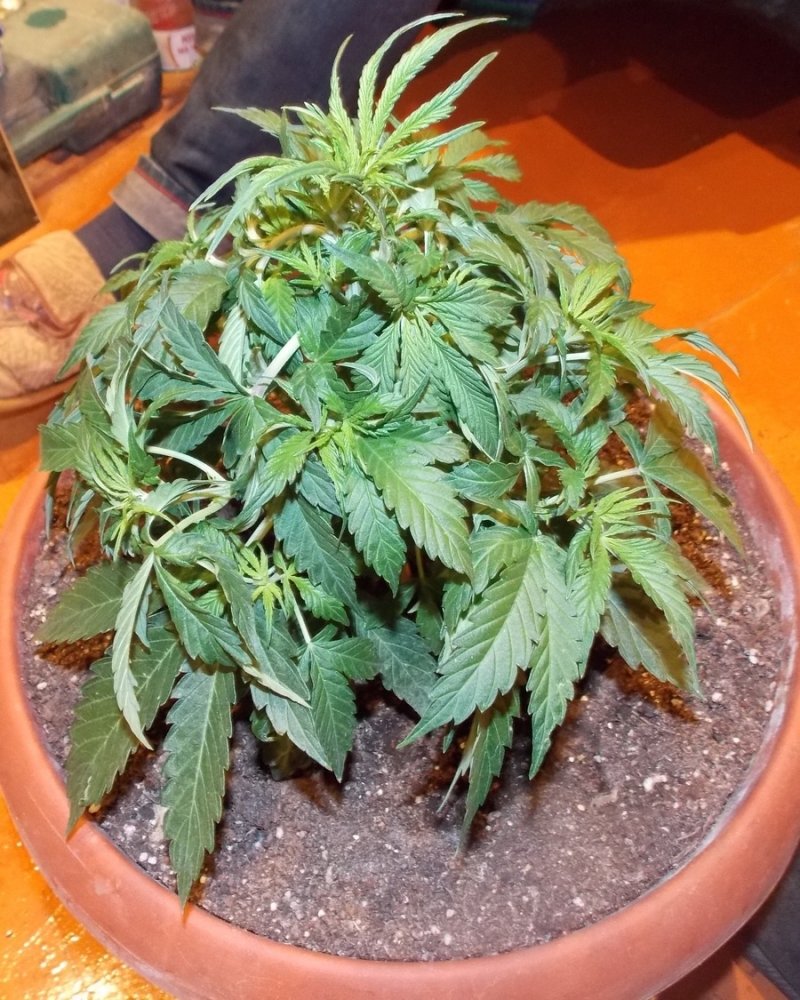 post-3833-0-71940600-1363299075_thumb.jpg