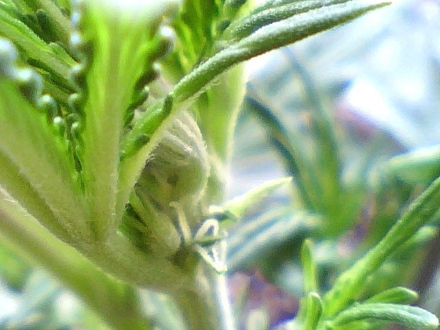 post-17704-0-24027800-1395408101_thumb.jpg