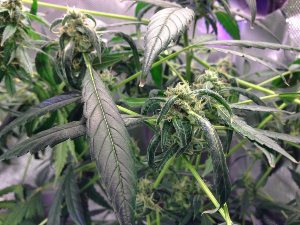 post-19020-0-29965300-1394880489_thumb.jpg
