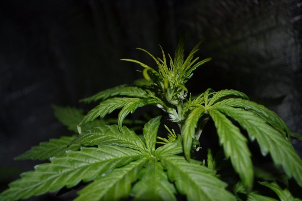 post-19913-0-91281500-1396081677_thumb.jpg